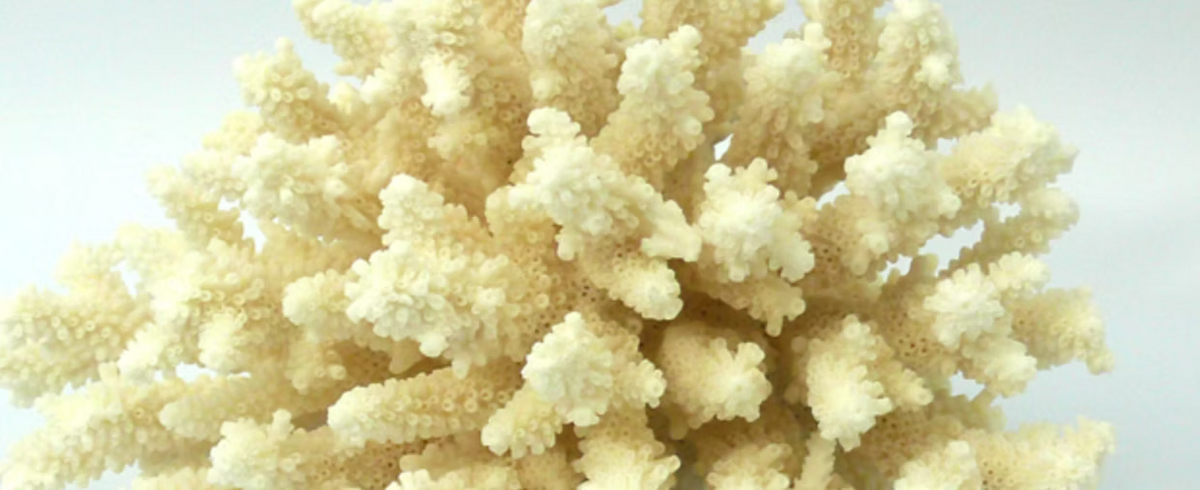 Close-up of beige coral-like structure on a white background