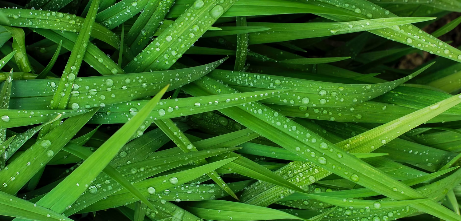 Close-up of green grass with water droplets